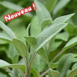 Bouquet de sauge