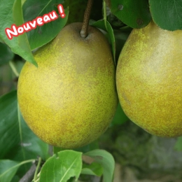 Poires Président Héron