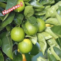 Citrons verts