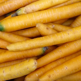 Carottes jaunes