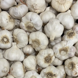 Tête d'ail rose de Billom sèche