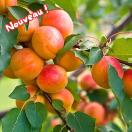 Cagette d'abricots
