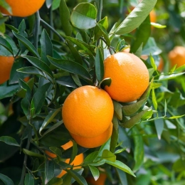 Oranges BIO