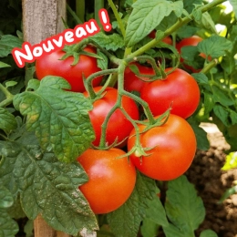 Tomates grappe