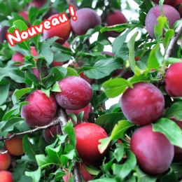 Prunes Burgundy