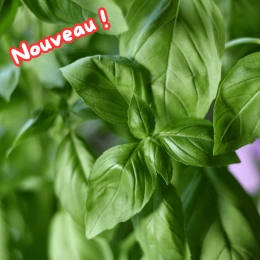 Bouquet de basilic frais