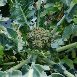 Tout savoir sur : le brocoli