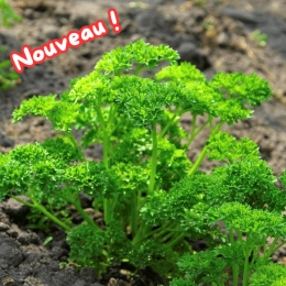 Bouquet de persil frisé