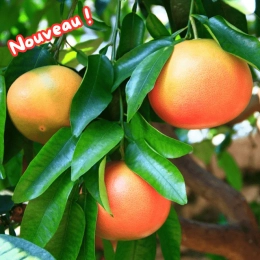 Pomelos BIO