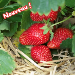 Cagette de fraises Favori
