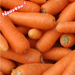 Carottes BIO