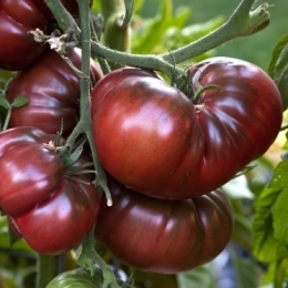Cagettes de tomates Noires de Crimée