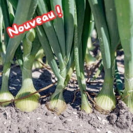 Botte d'oignons frais