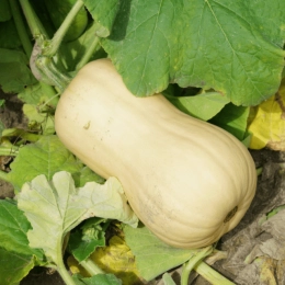 Butternut BIO