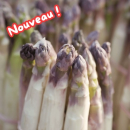 Asperges violettes