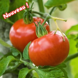 Tomates rondes