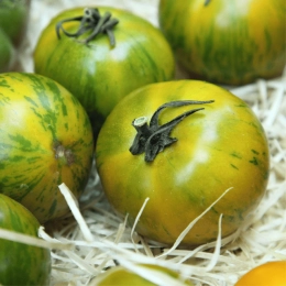 Tomates tigrées vertes