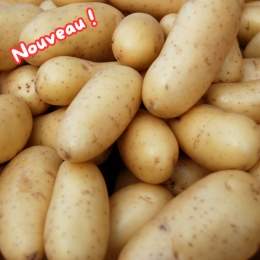 Pommes de terre Jazzy (chair ferme)
