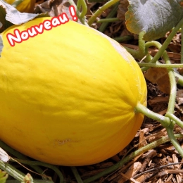 Melon canari
