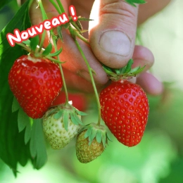 Fraises Kara