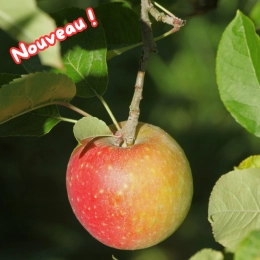 Cagette de pommes Reine des Reinettes