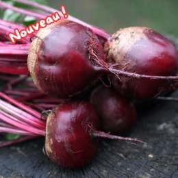 Betteraves rouges crues