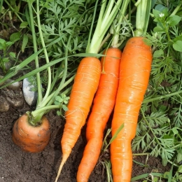 Anti-gaspi : cuisiner les carottes fanes de A à Z !
