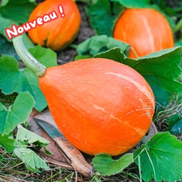 Potimarron BIO