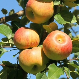 Pommes Jonagold BIO