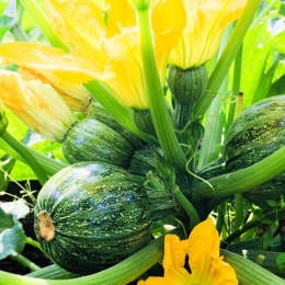 Cagette de courgettes rondes
