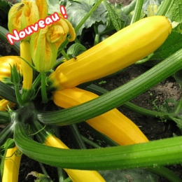 Cagette de courgettes jaunes