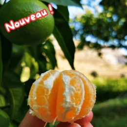 Mandarines Satsuma BIO