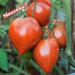 Cagette de tomates Coeur de Boeuf Cauralina