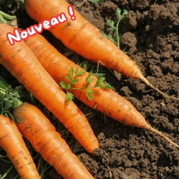 Botte de carottes fanes