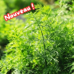Bouquet d'aneth