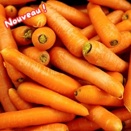 Carottes BIO