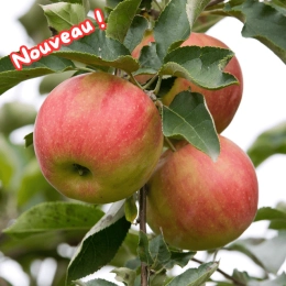 Pommes Idared