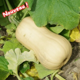 Butternut BIO