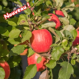 Cagette de pommes Pink Cripps