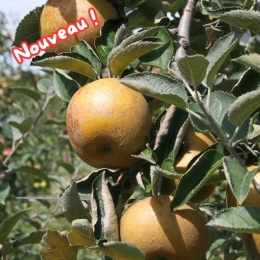 Pommes Canada Grises