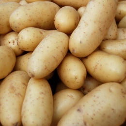 Pommes de terre Jazzy (chair ferme)