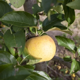 Cagette de pommes Chanteclerc