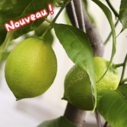 Citrons BIO