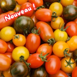 Cagette de tomates cerises méli-mélo