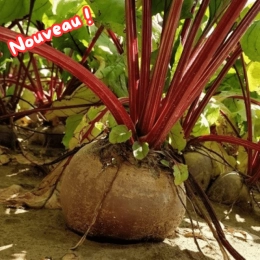 Cagette de betterave rouge crues BIO