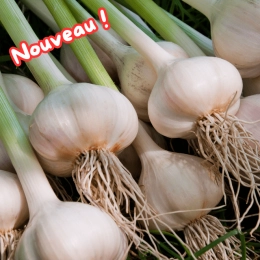 Tête d'ail frais