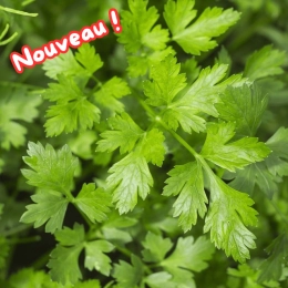 Bouquet de persil plat