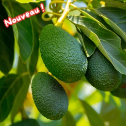 Avocats BIO