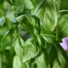 Bouquet de basilic frais