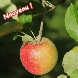 Cagette de pommes Reine des Reinettes
